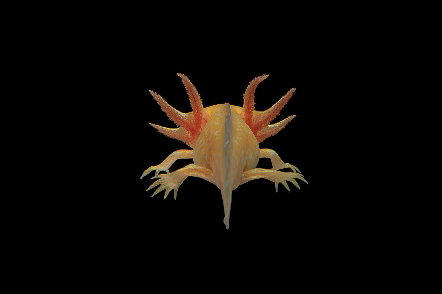 Ajolote dorado, Ambystoma mexicanum (variante Golden)