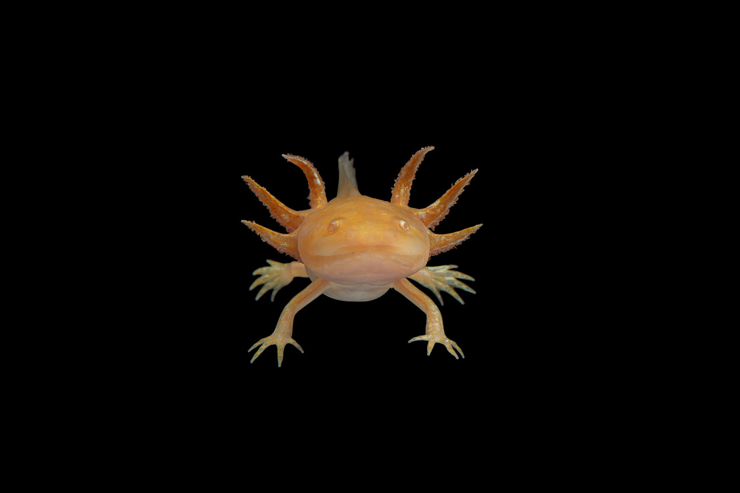 Axolote dorado, Ambystoma mexicanum (variante Golden).