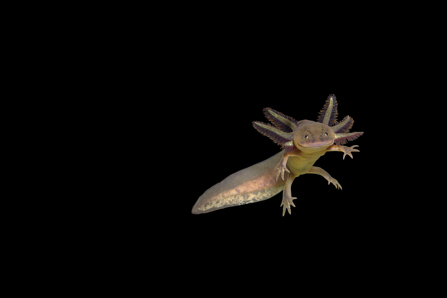 Ajolote (Ambystoma mexicanum).