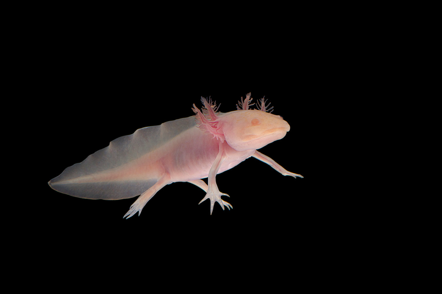 Ajolote Ambystoma mexicanum.