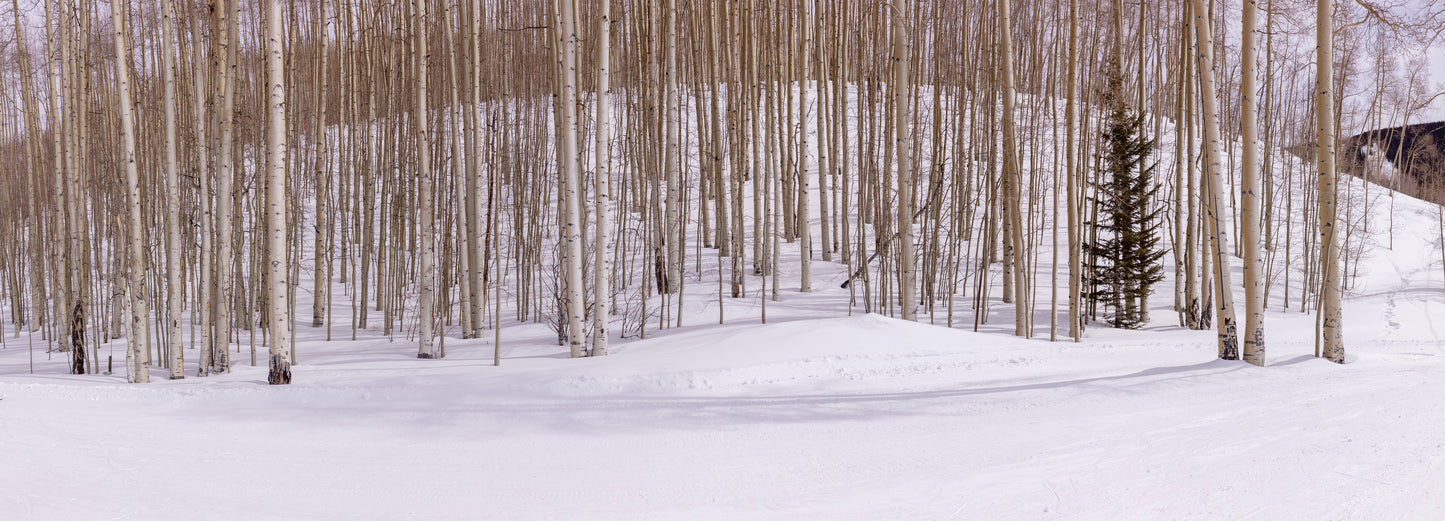 ASPEN TREES PANORAMICA