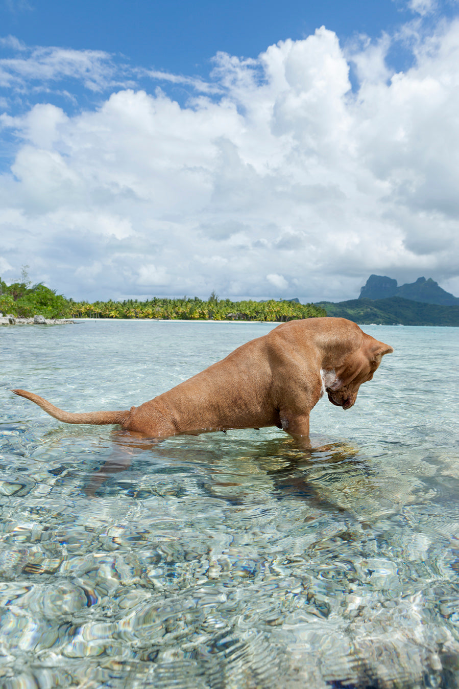 Perro pescador