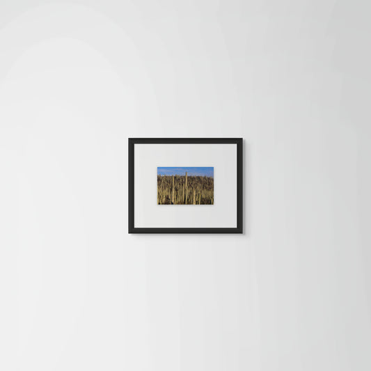 Cactus, Vista General 1, 2022