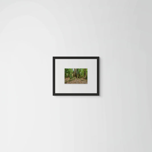 Ceiba 1, 2012