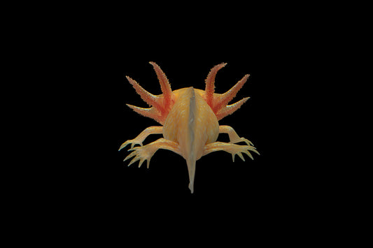 Ajolote dorado,  Ambystoma mexicanum (variante Golden)