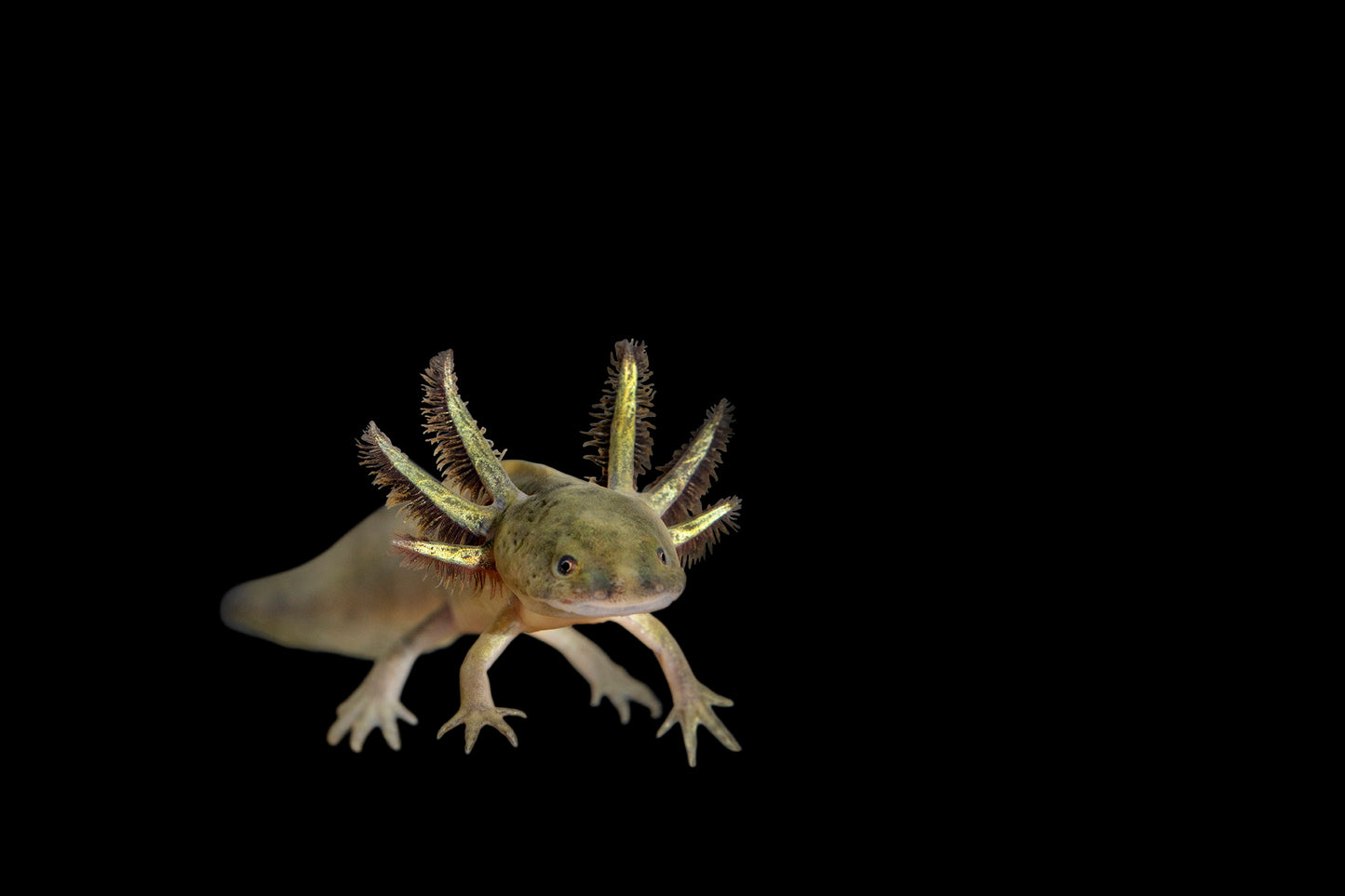 Ajolote, Ambystoma mexicanum