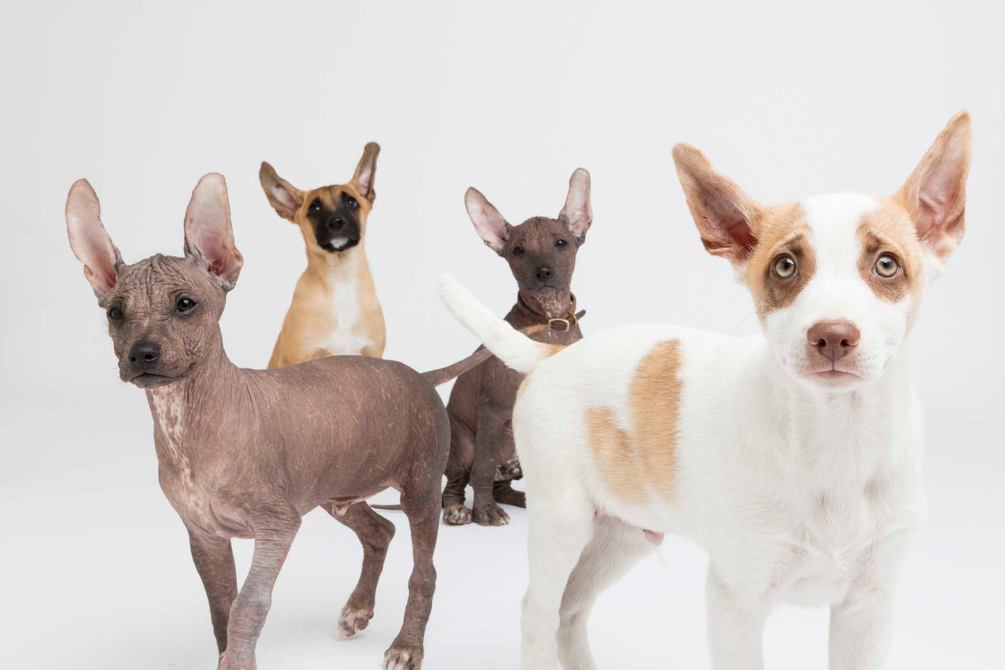 Xoloitzcuintle