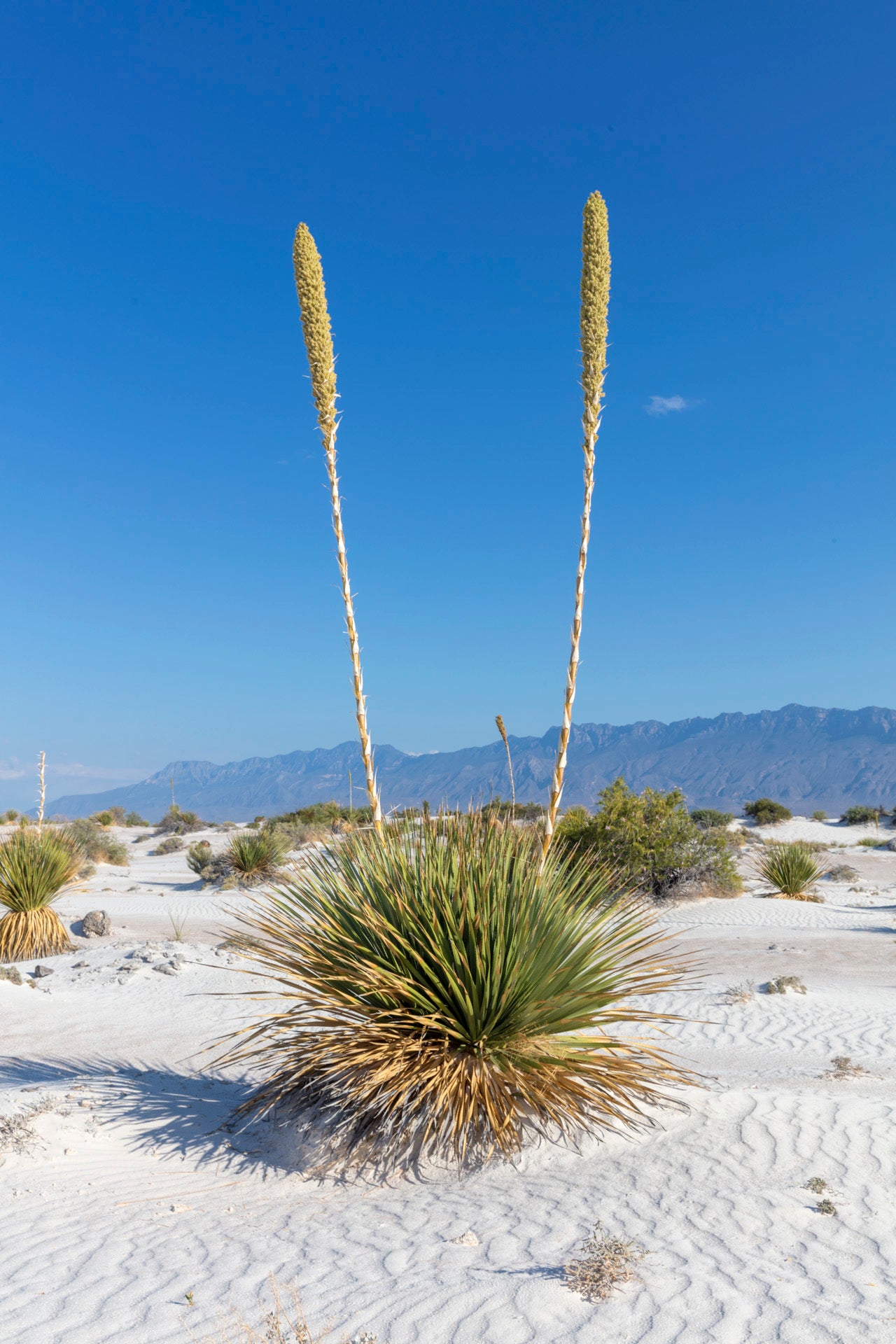 Cuatro Cienegas Coahuila