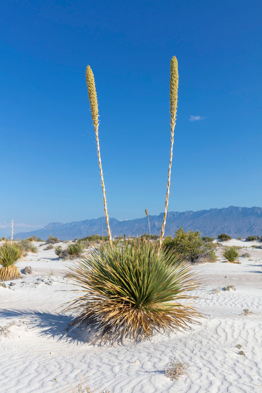 Cuatro Cienegas Coahuila