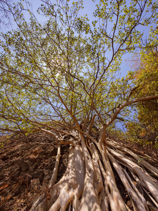 Amate Amarillo 1, 2016