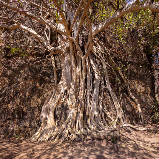 Amate Amarillo 3, 2016