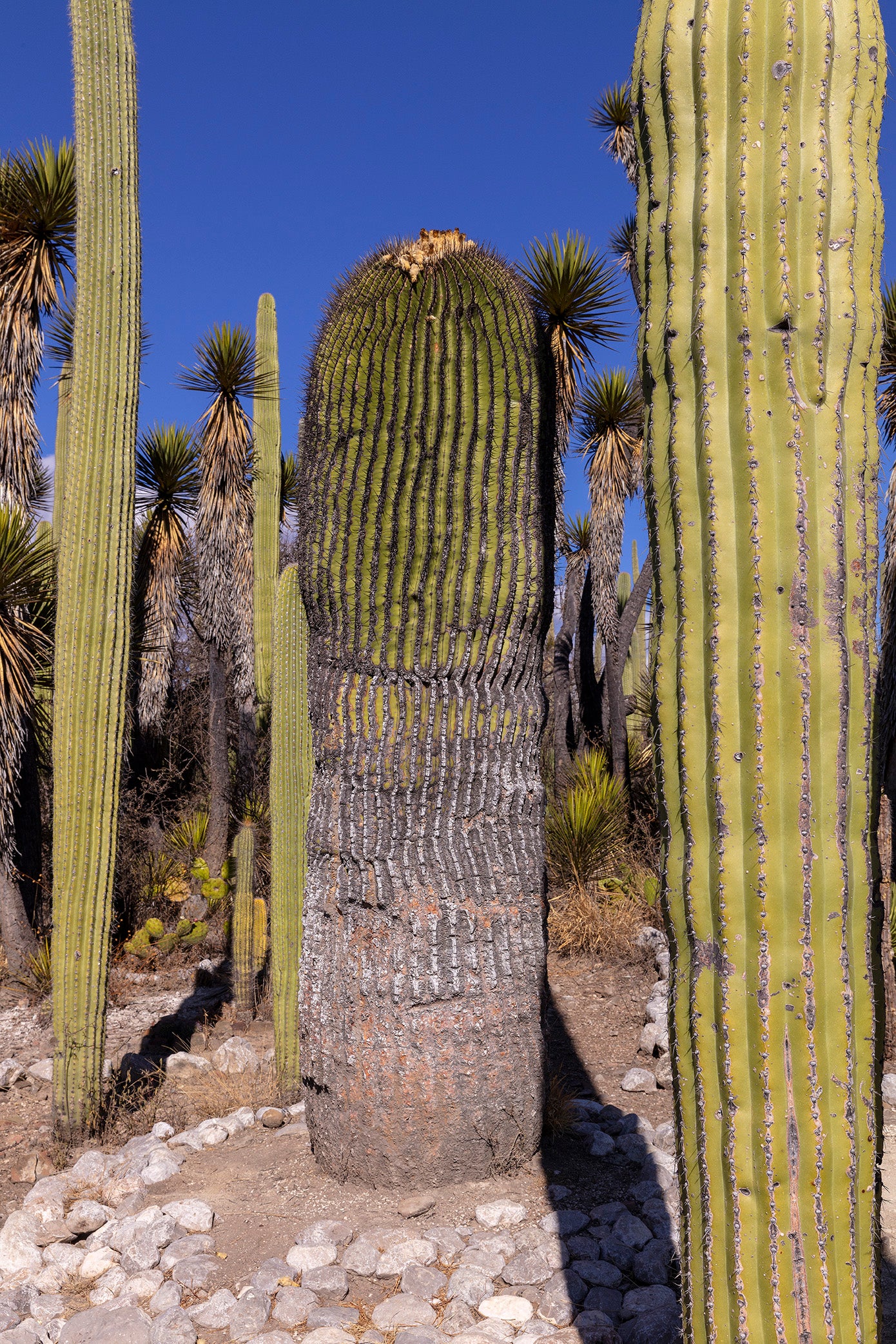 Biznaga 1,000 Años 1, 2020