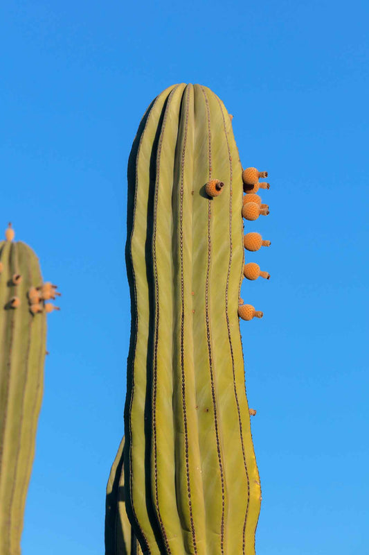 Cactácea con Frutos, 2022