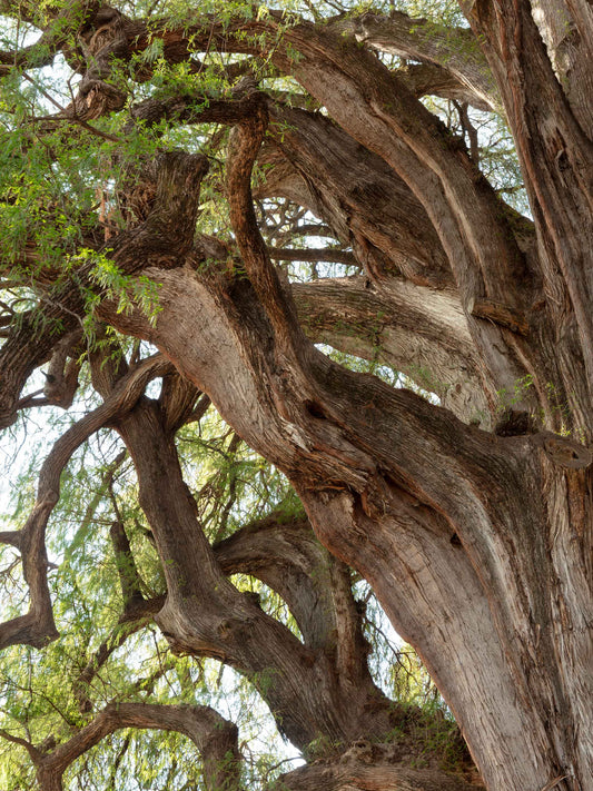 Ahuehuete (Detalle ramas), Oaxaca, 2018