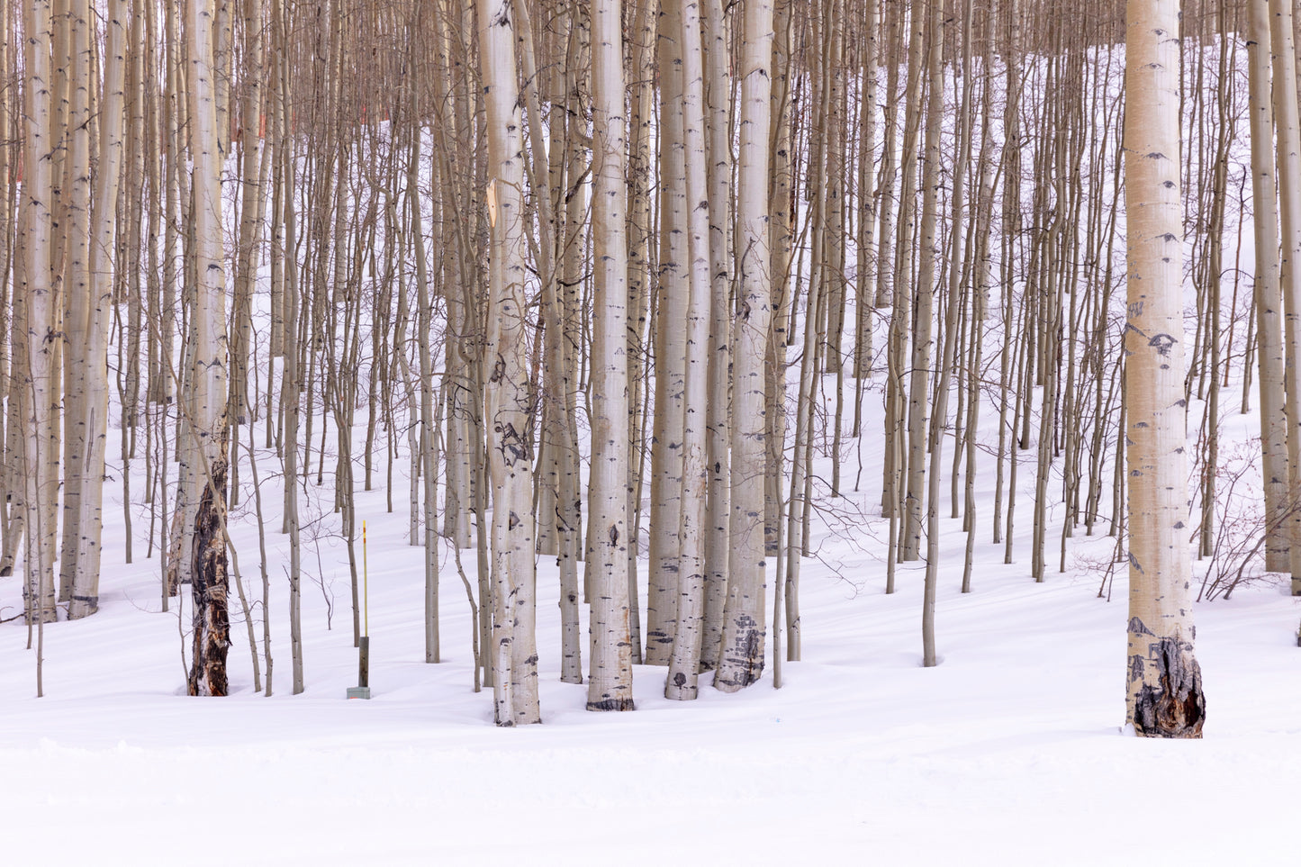 Aspen Trees, Colorado, EUA, 2022