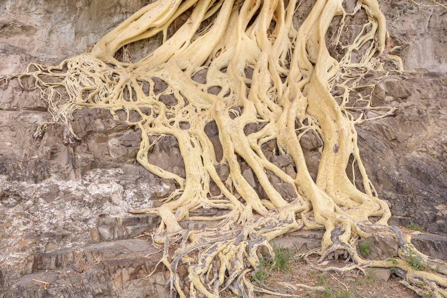 Amate Amarillo - Raíces, 2016