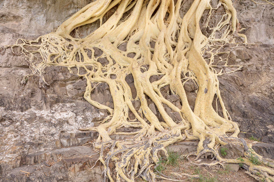 Amate Amarillo - Raíces, 2016