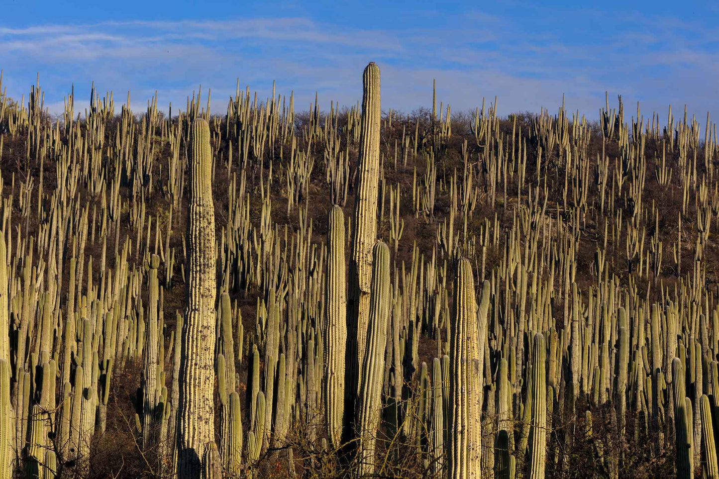 Cactus, Vista General 1, 2022