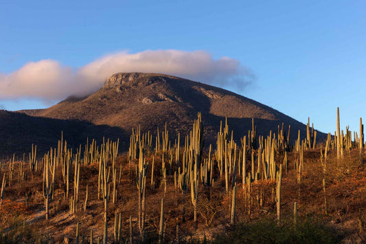 Cactus, Vista General 2, 2022