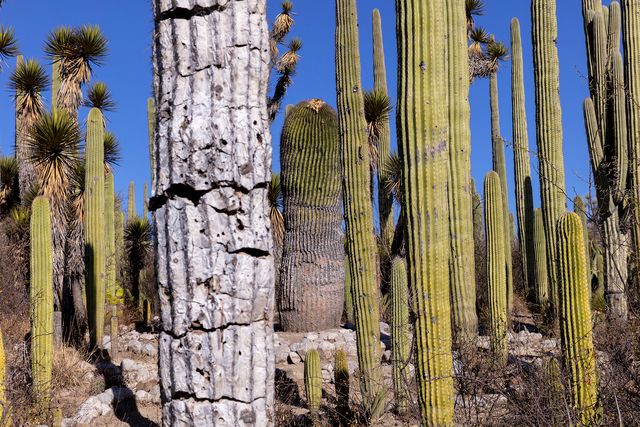 Biznaga 1,000 Años - 2, 2020