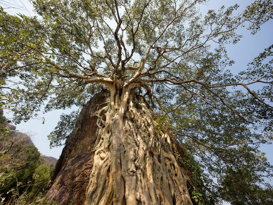 Amate Amarillo 2, 2016