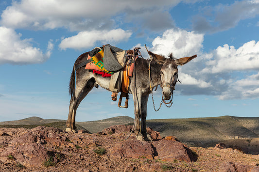 Burro, Real de Catorce, San Luis Potosí, 2019
