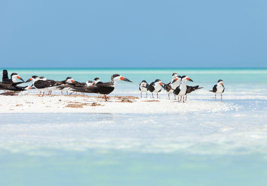 HOLBOX