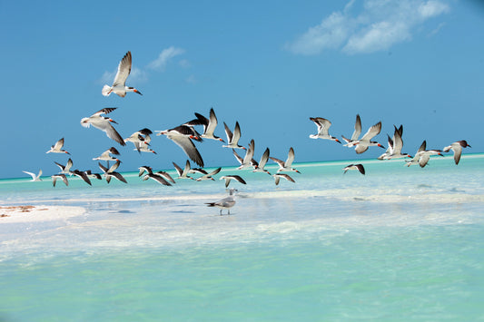 Holbox2
