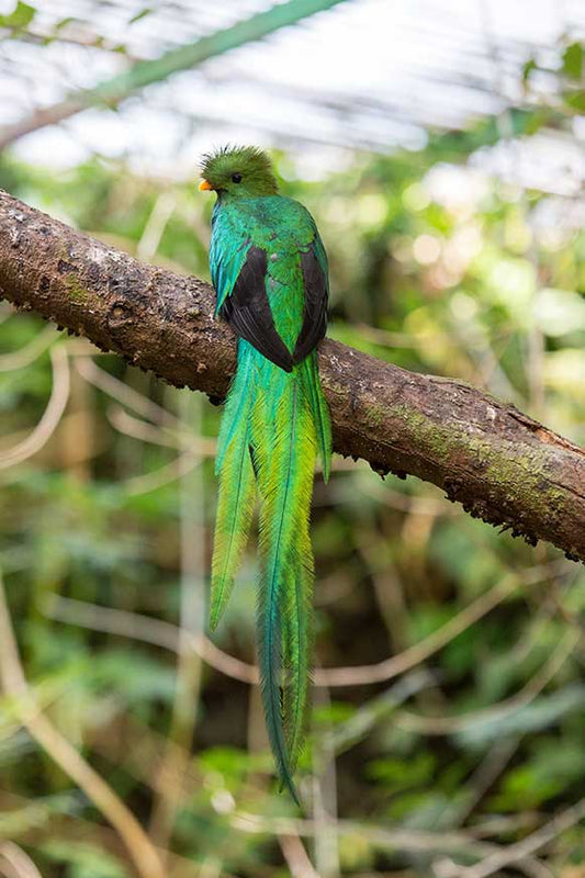 Quetzal