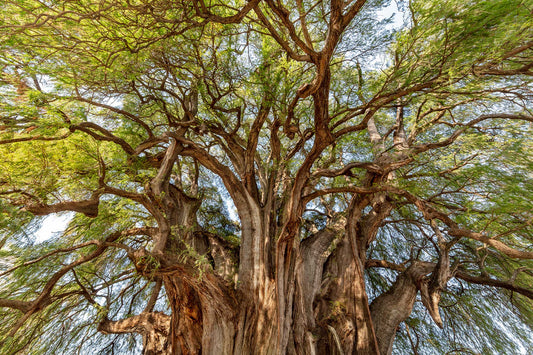 Arbol del Tule, Oaxaca, México