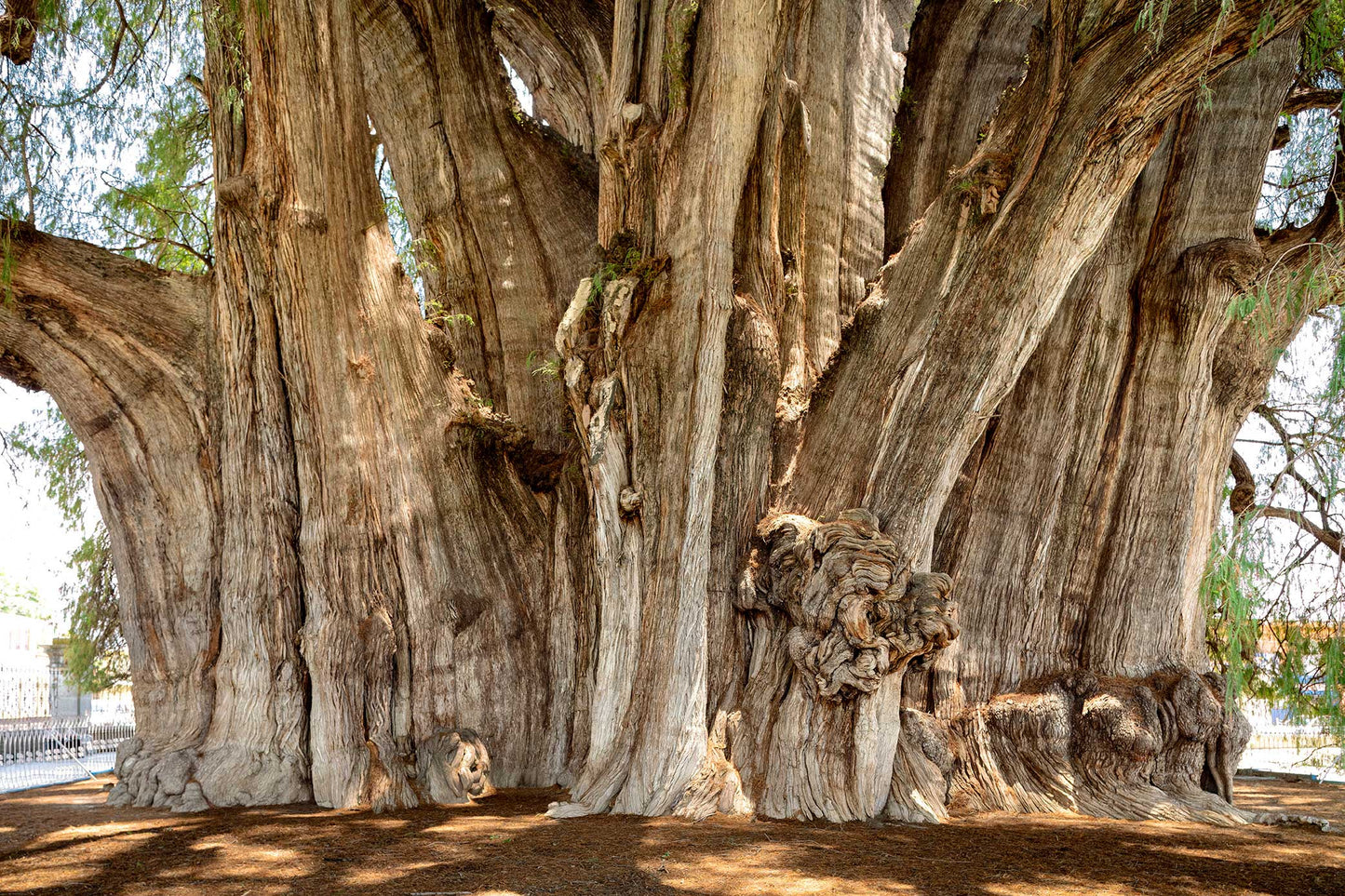 Arbol del Tule, Oaxaca, México (2)