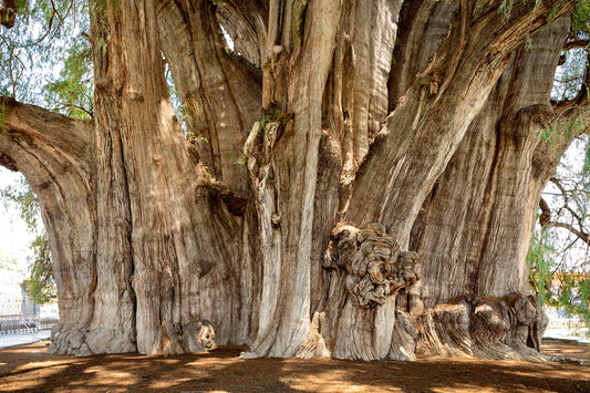 Arbol del Tule, Oaxaca, México (2)